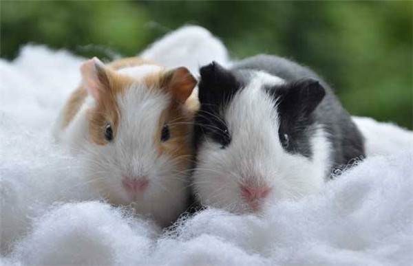 6000竹鼠賣不出去？何不來賣農(nóng)業(yè)氣象站！