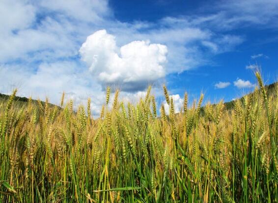 智能化農業(yè)環(huán)境監(jiān)測儀多方式通訊保障 智能化農業(yè)環(huán)境監(jiān)測儀多方式通訊保障