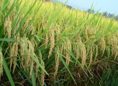 小型農(nóng)業(yè)氣象站對(duì)特色生態(tài)農(nóng)業(yè)發(fā)展有什么意義?