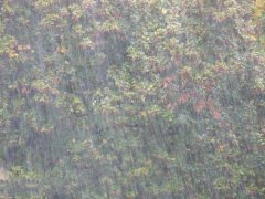 農業種植業如何應對暴雨?